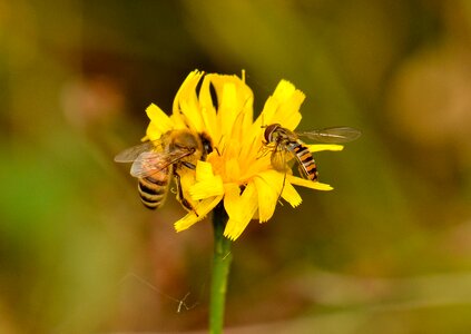 Nature nectar plant