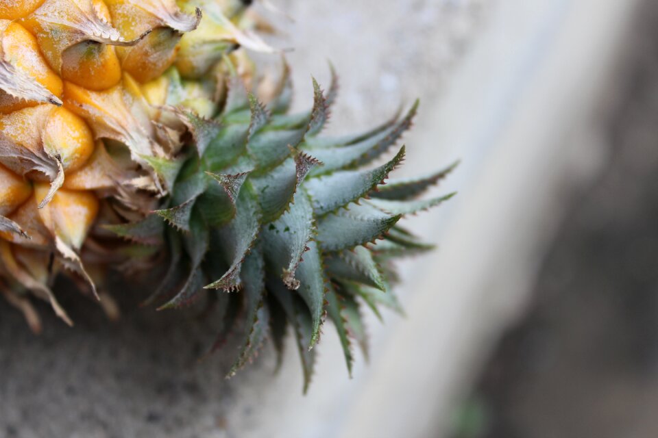 Pineapple yellow green