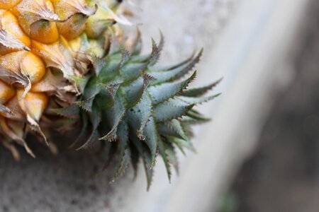 Pineapple yellow green