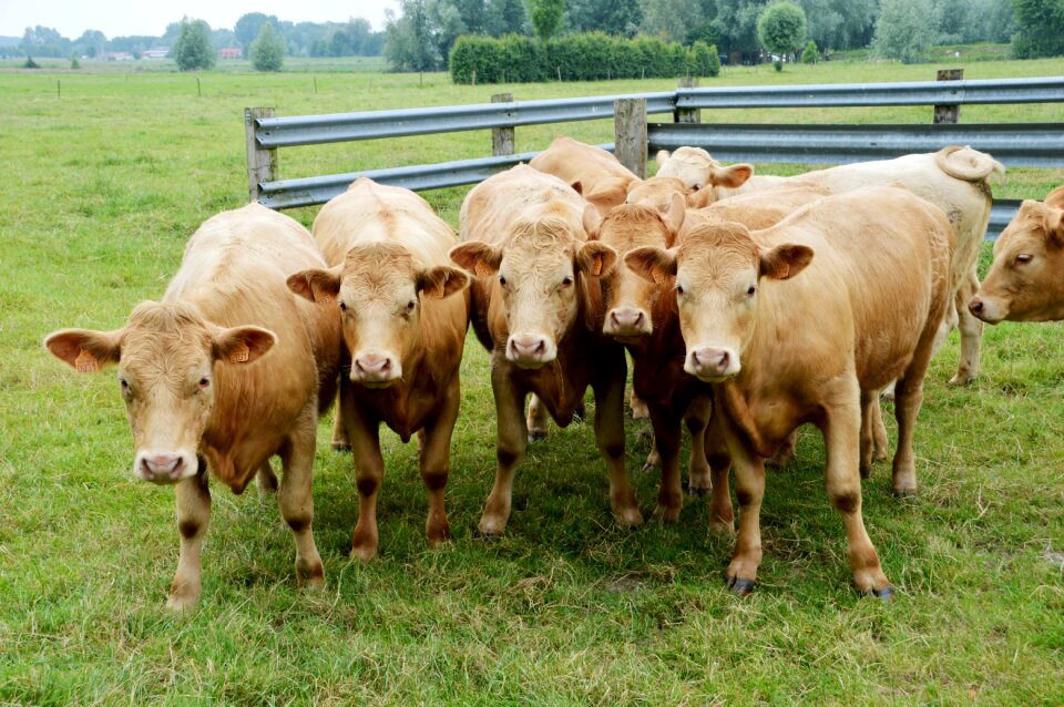 Defence group animal