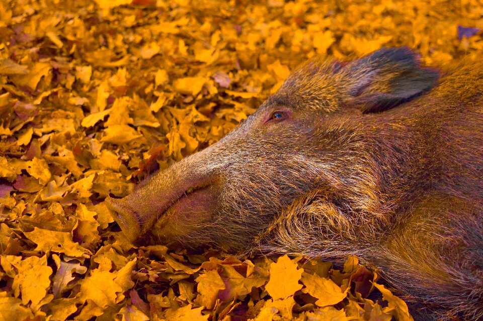 Wild boar sleeping forest bristles