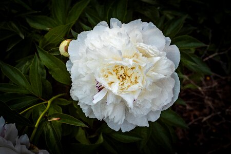 Flower spring black rose