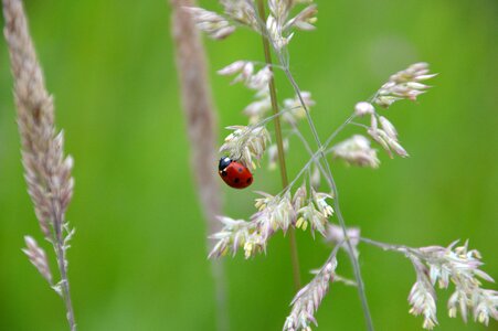 Ladybug beast insect