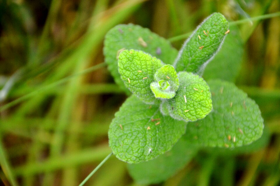 Plant commestible edible plant