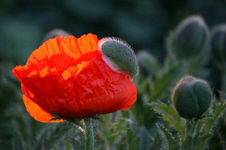 Red poppy nature mohngewaechs photo