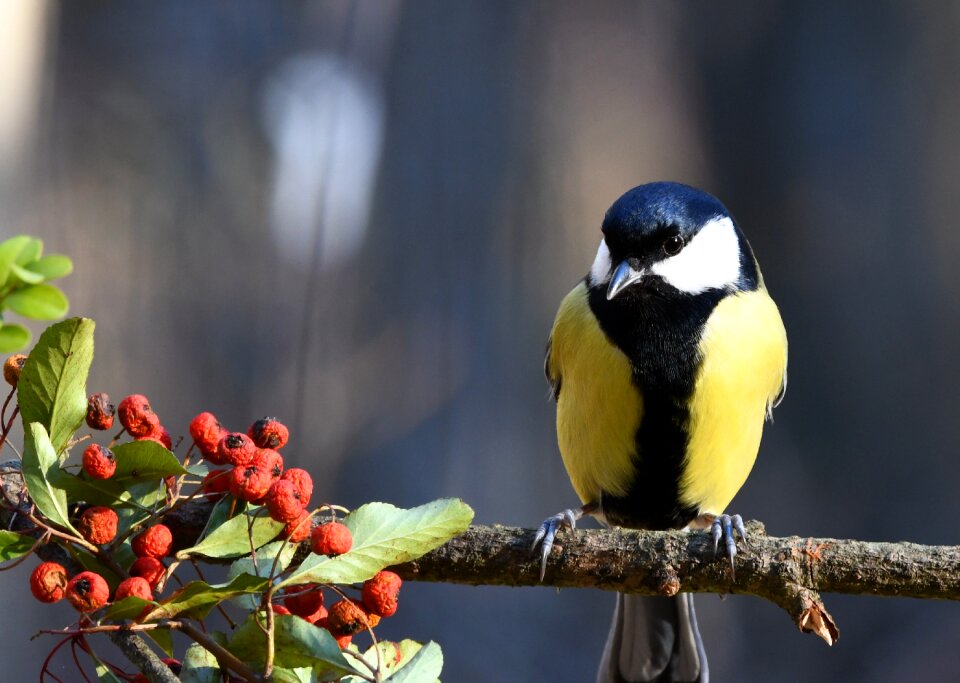 Forest yellow winter