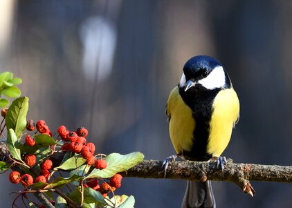 Forest yellow winter