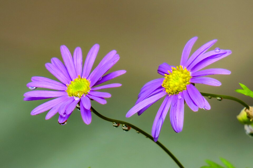 Chrysanthemum flower pink