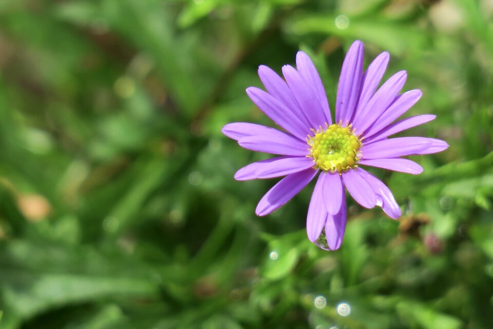 Chrysanthemum flower pink