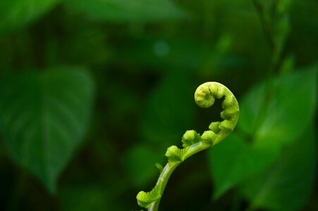 Nature flower fresh photo