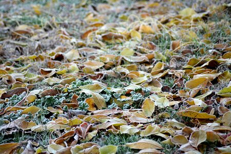 Foliage autumn november