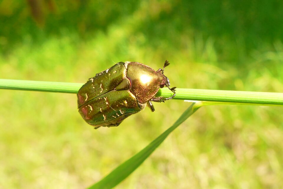 No one insect animals