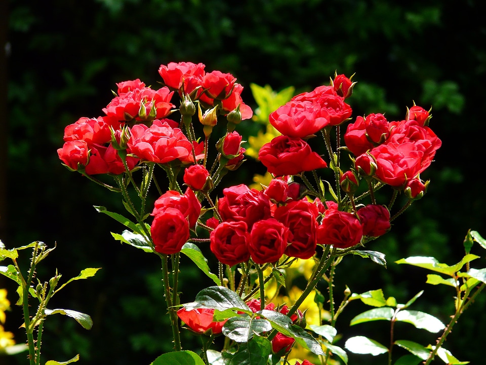 Rose roses backlighting