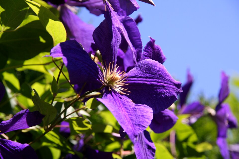 Flower summer garden
