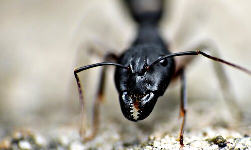Garden ant lasius niger animalia