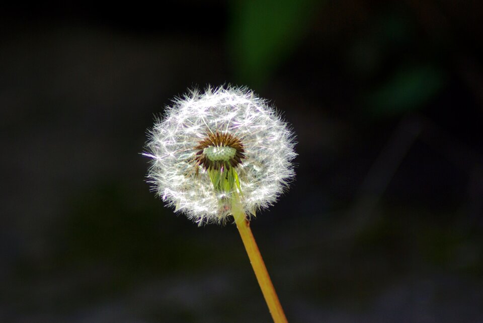 Dandelion flower plant