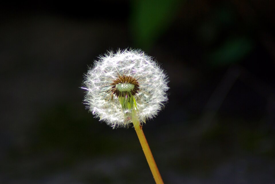 Dandelion flower plant photo