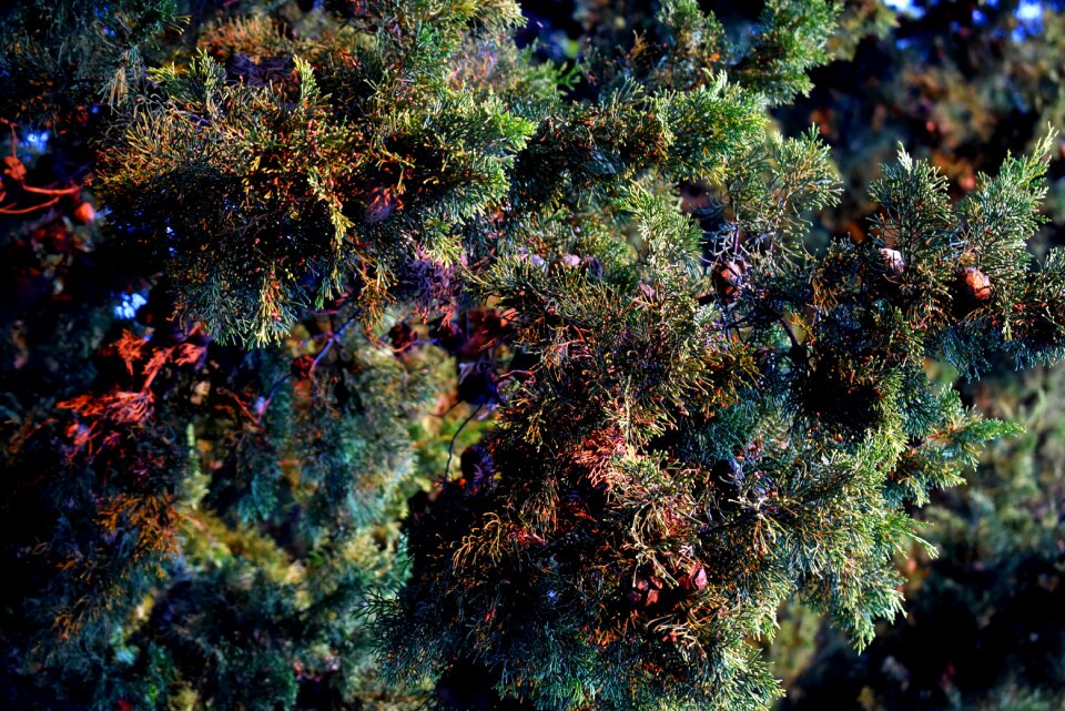 Leaves evergreen branches