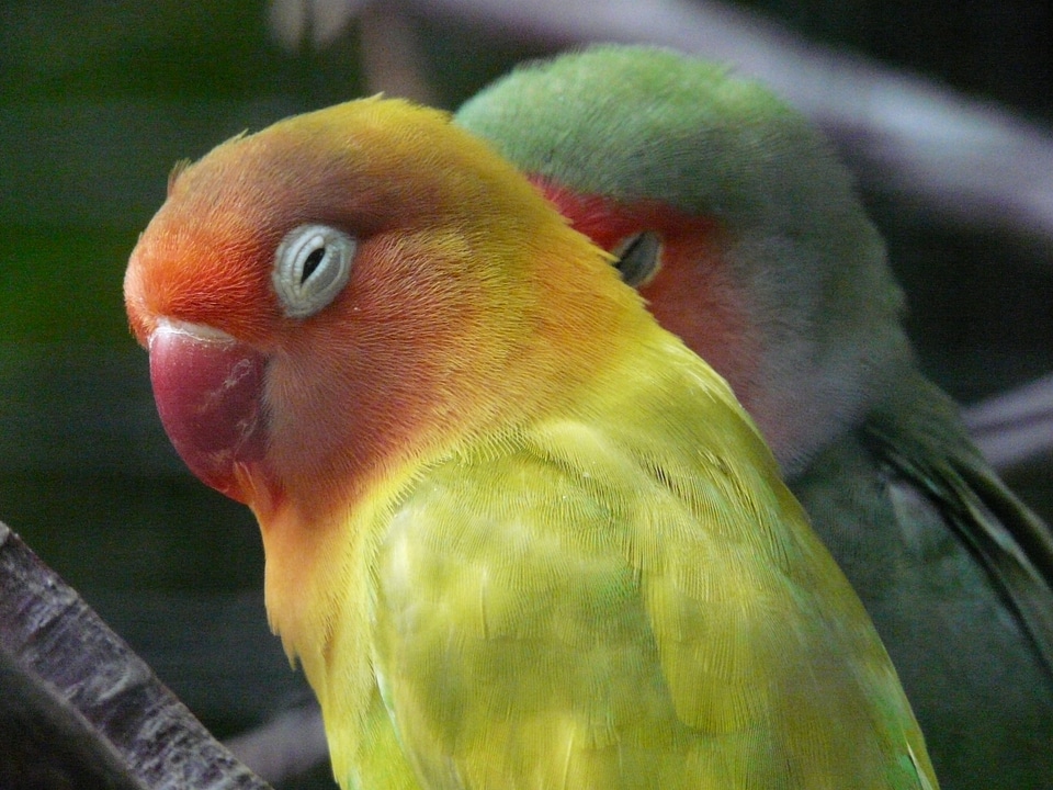 Lovebirds bird parrot