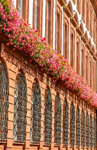House building flowers