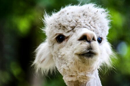 Alpaca animals Free photos