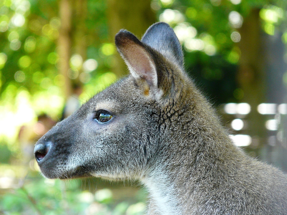 Kangaroo marsupial animal