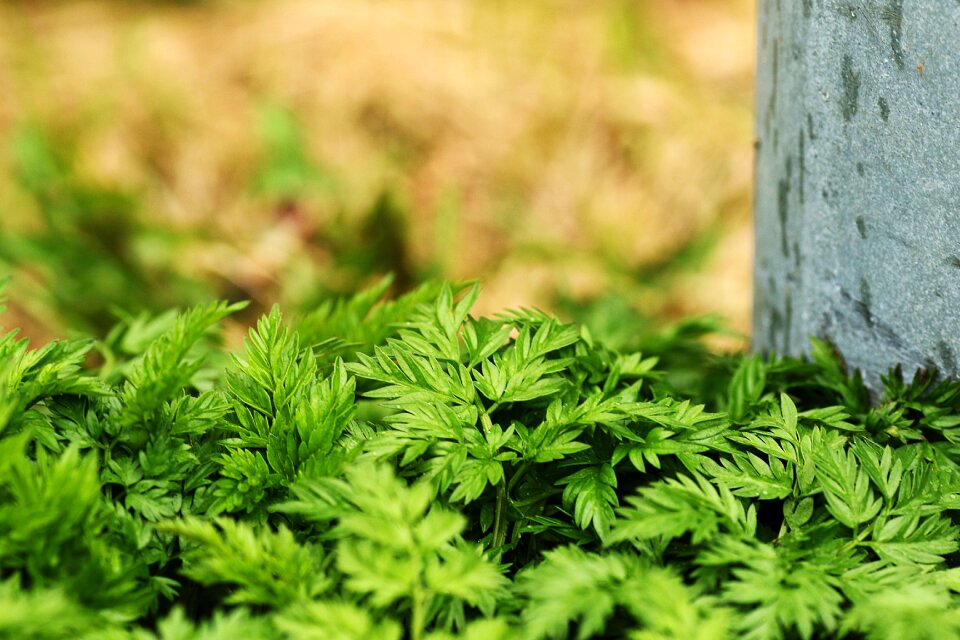 Leaf freshness spring