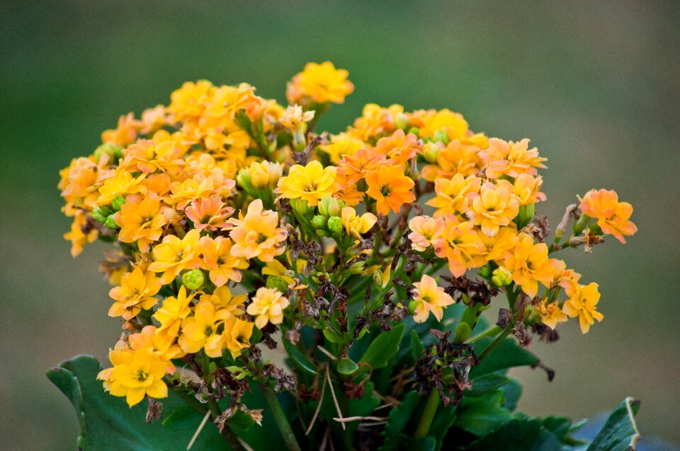 Decoration yellow orange