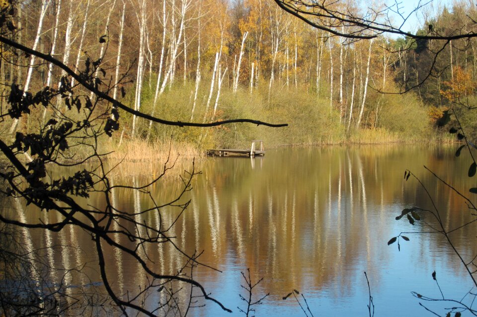Landscape waters forest