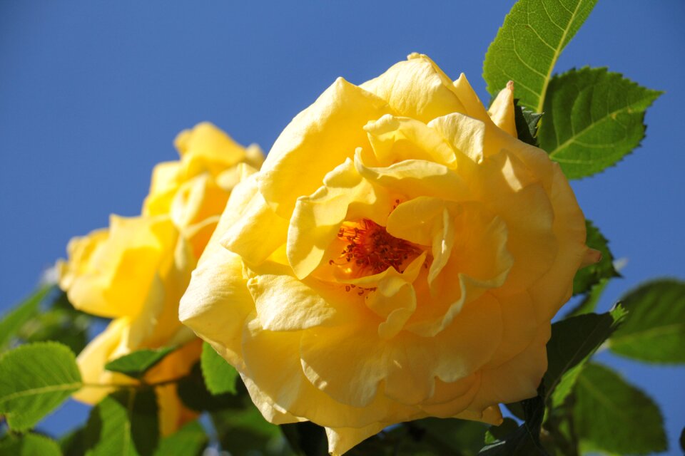 Open roses petals close up