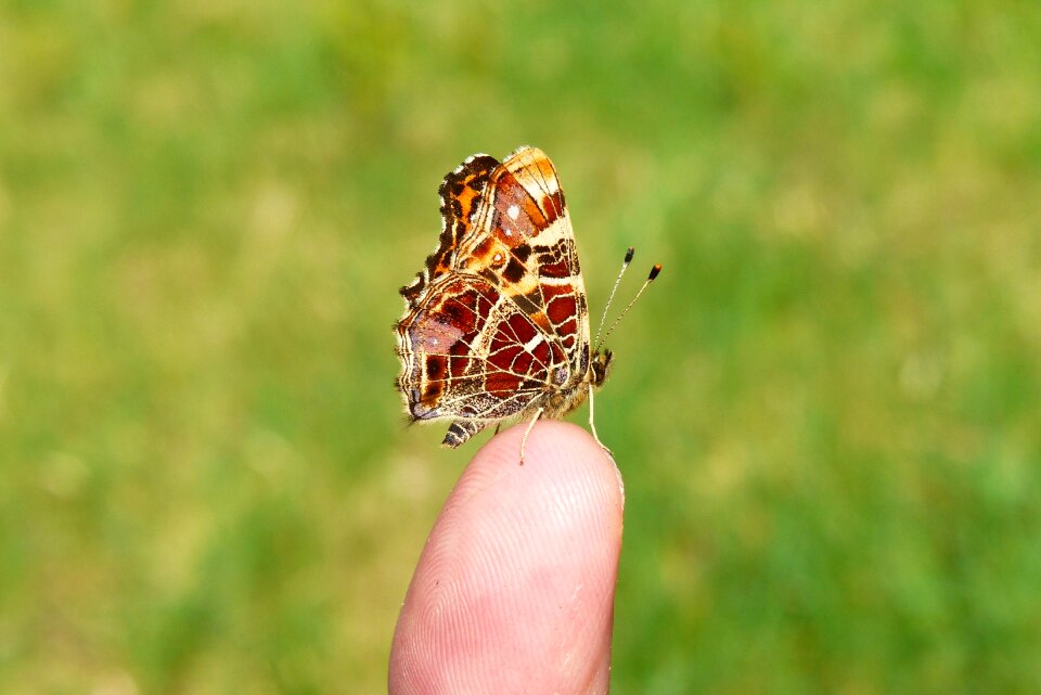 Animals butterfly day invertebrates