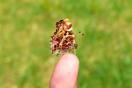 Animals butterfly day invertebrates
