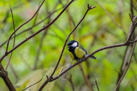 Nature bird autumn photo