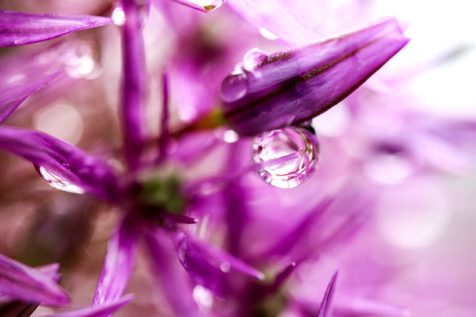 Nature flower Free photos