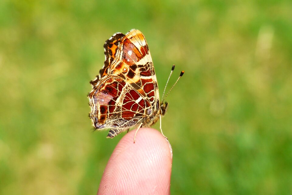 Animals insect invertebrates