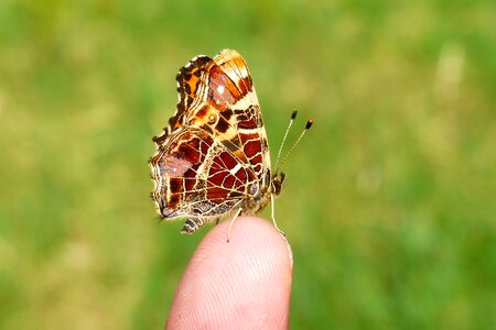 Animals insect invertebrates