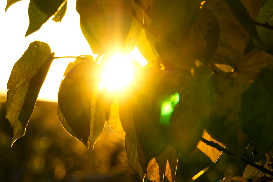 Mood leaf heart photo