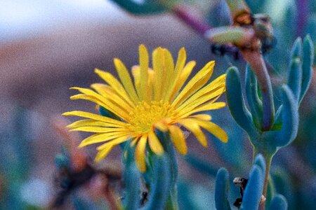 Yellow nature colors