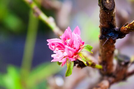 Nature color floral