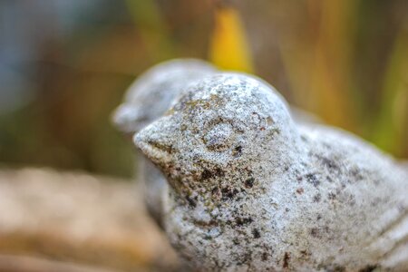 Bird weathered nature