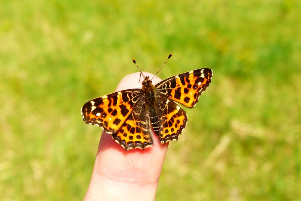 Butterfly day animals invertebrates