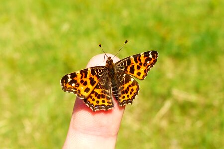 Butterfly day animals invertebrates