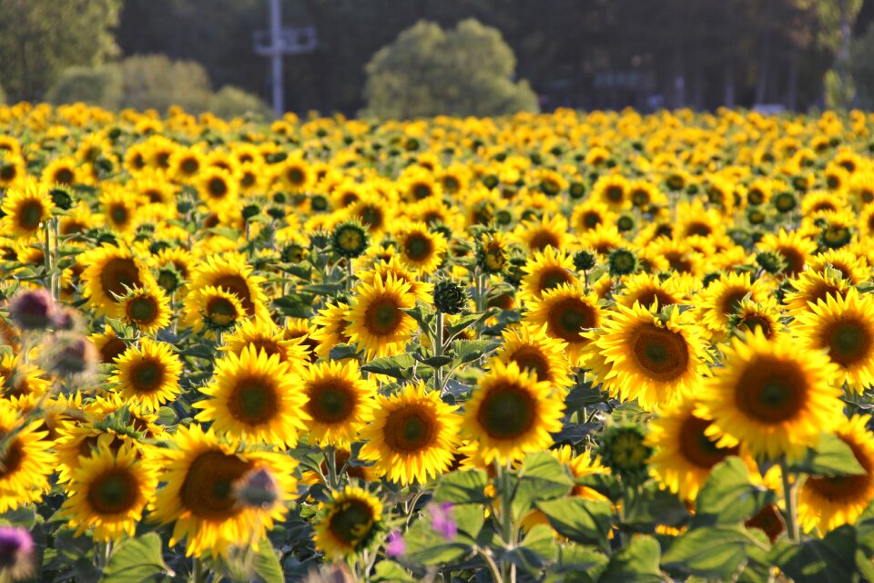 Sunflower yellow field