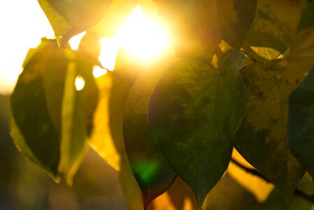 Mood leaf heart photo