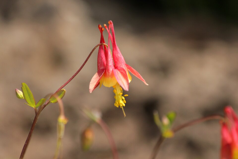 Plant the catchment area is beautiful aquilegia formosa