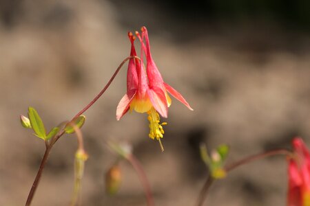 Plant the catchment area is beautiful aquilegia formosa