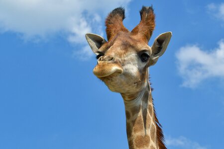 Sky animal blue