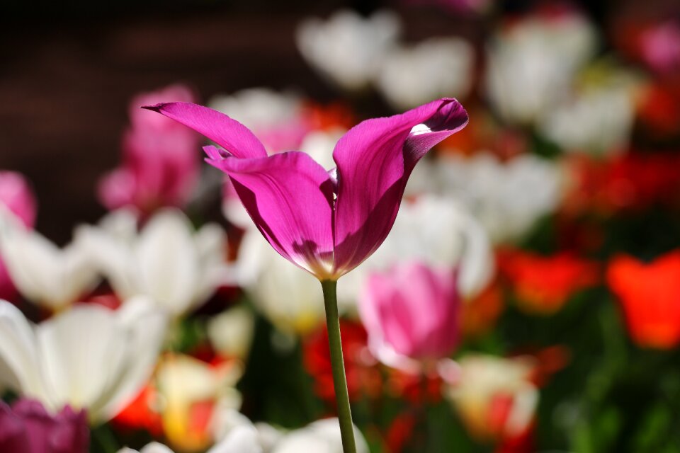 Flower harmony color