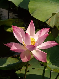 Lotus lotus blossom blossom