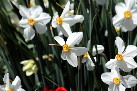 Garden spring spring flowers photo